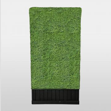 Single-Sided Boxwood Hedge